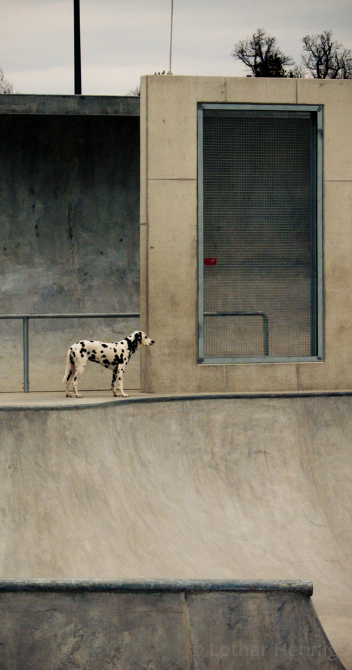 dog n concrete